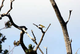 Image of Gilbert's Honeyeater