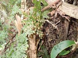 Image of Hymenophyllum krauseanum Phil.