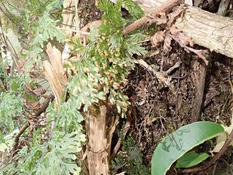 Image of Hymenophyllum krauseanum Phil.