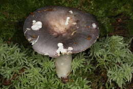 Image of Russula ornaticeps Burl. 1921