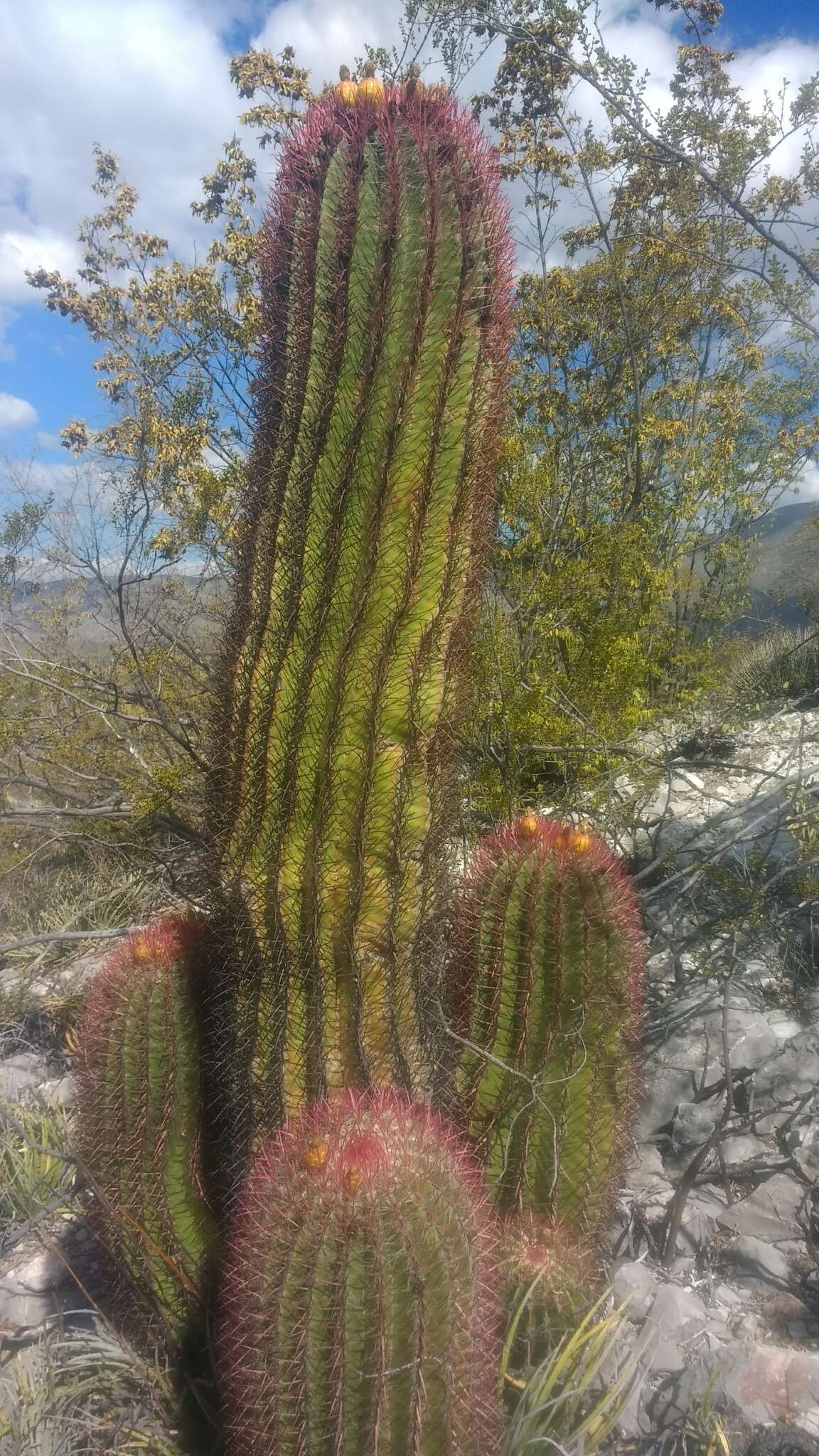 Ferocactus pilosus (Galeotti) Werderm. resmi