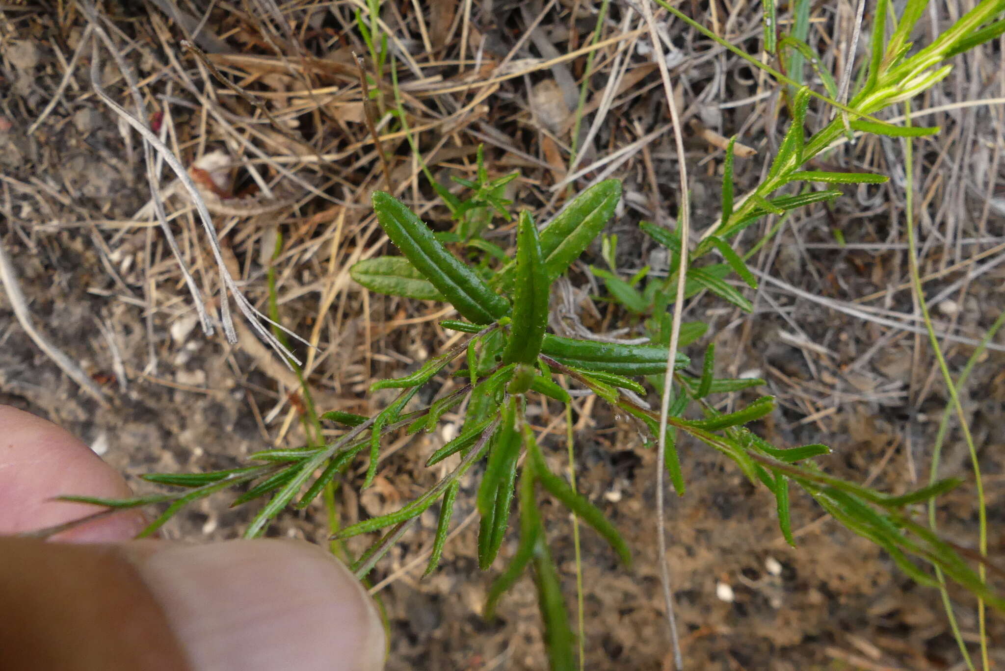 Athrixia heterophylla subsp. heterophylla resmi