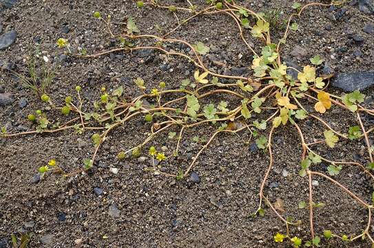 Слика од Ranunculus natans C. A. Meyer