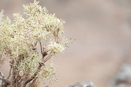 Image of Spergularia manicata (Skottsb.) Kool & Thulin