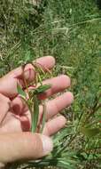 Plancia ëd Clarkia concinna subsp. concinna