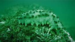 Image of Brown Sea Cucumber