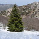 Imagem de Abies nebrodensis (Lojac.) Mattei