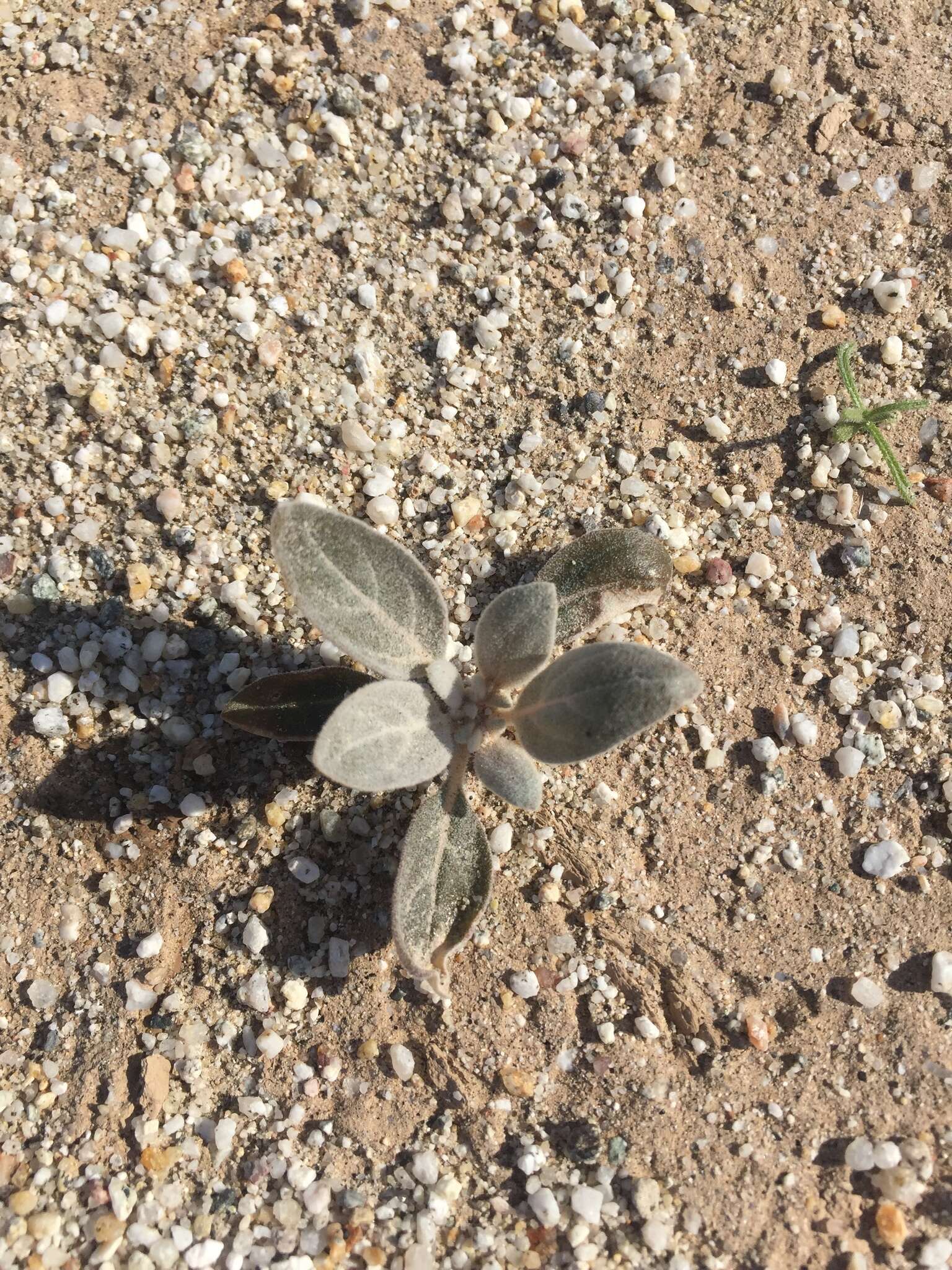 Imagem de Tidestromia suffruticosa var. oblongifolia (S. Wats.) Sánchez del Pino & Flores Olvera