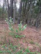 Plancia ëd Exochorda racemosa (Lindl.) Rehd.