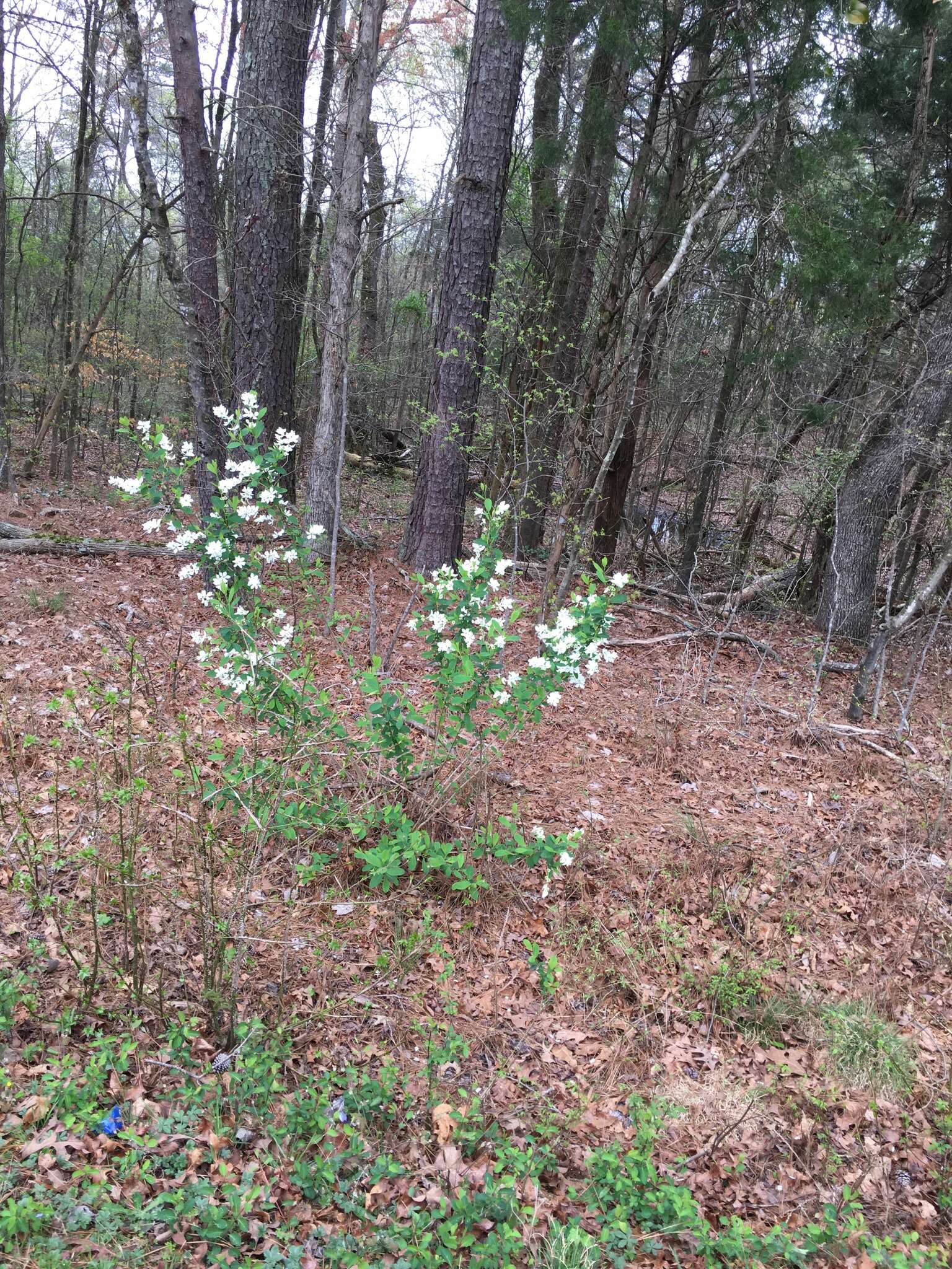 Imagem de Exochorda racemosa (Lindl.) Rehd.