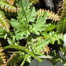 Sivun Cardamine geraniifolia (Poir.) DC. kuva
