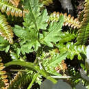 Image of Cardamine geraniifolia (Poir.) DC.