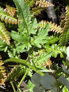 Image of Cardamine geraniifolia (Poir.) DC.