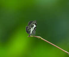 Image of banded blue Pierrot