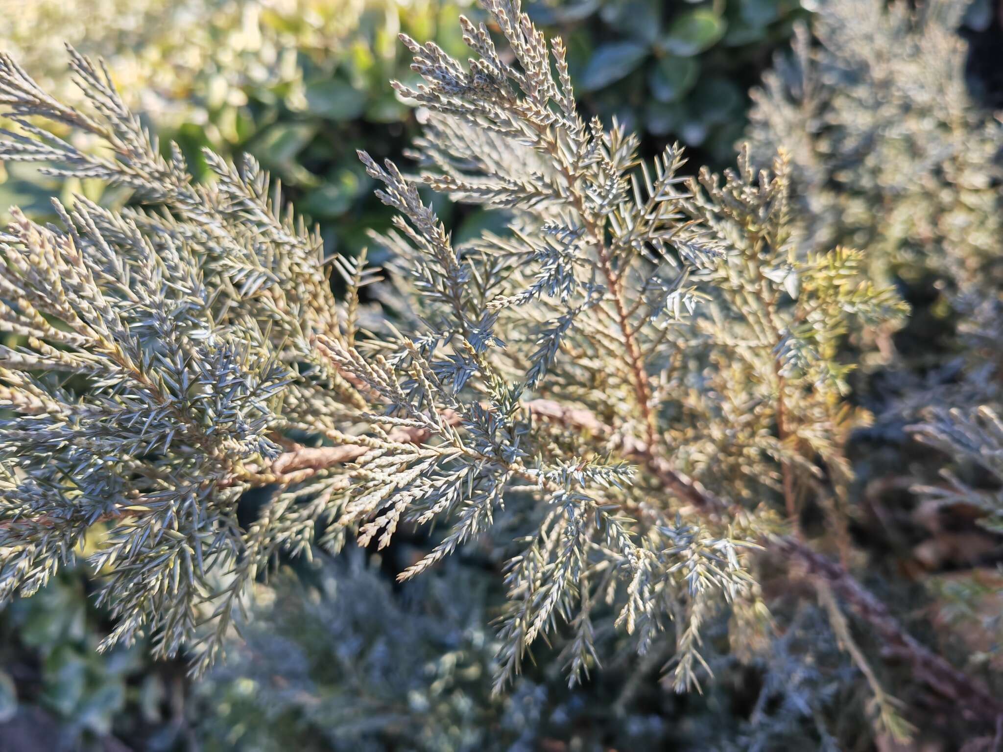 Image of Chinese Juniper