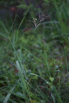 Image de Festuca vivipara (L.) Sm.