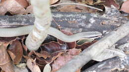 Image of Conophis lineatus concolor Cope 1867