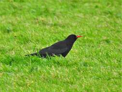 Sivun Pyrrhocorax pyrrhocorax pyrrhocorax (Linnaeus 1758) kuva