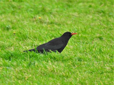 Слика од Pyrrhocorax pyrrhocorax pyrrhocorax (Linnaeus 1758)