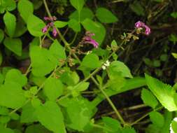 Image of Scutellaria guatemalensis Leonard