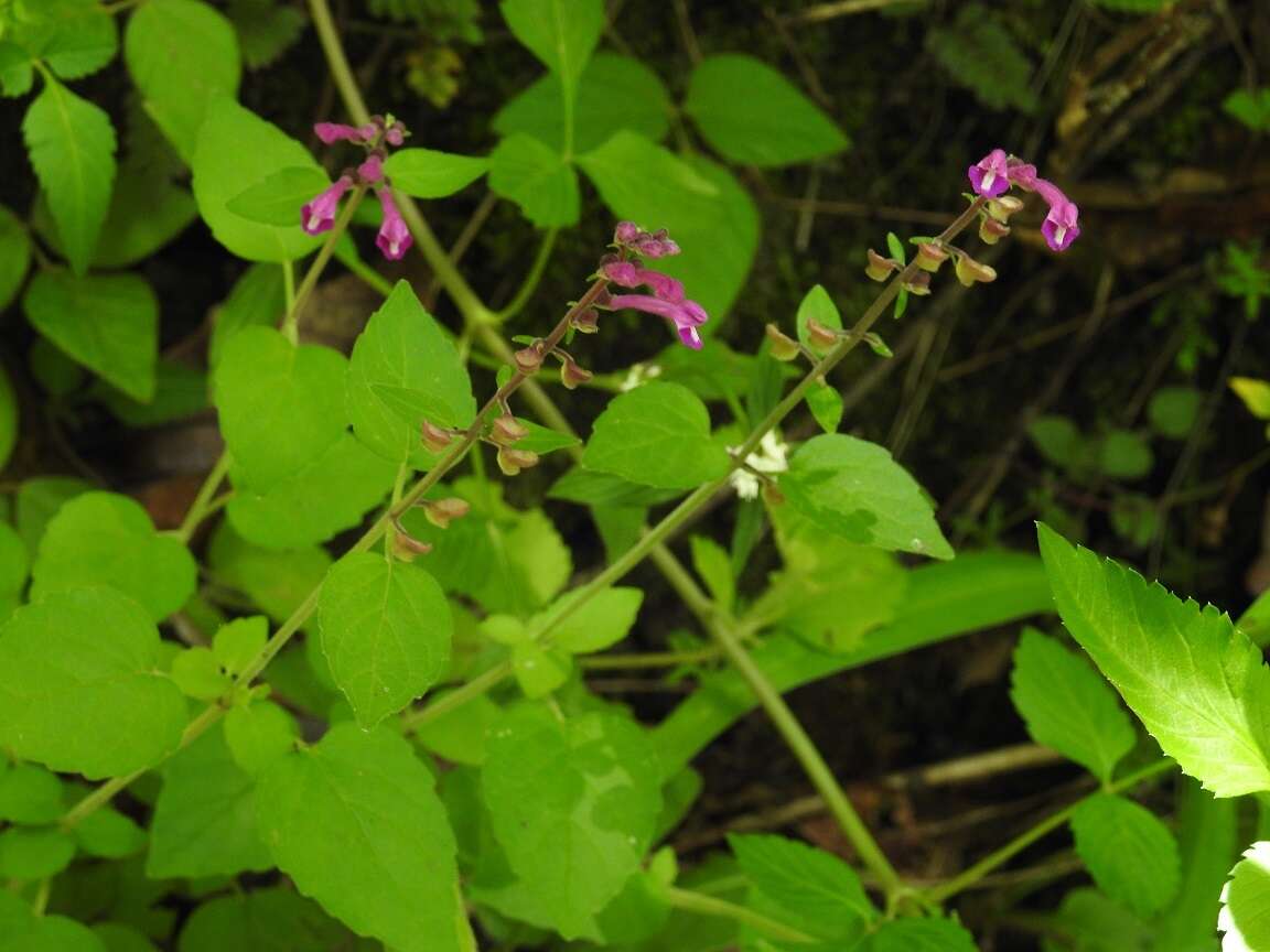 Image of Scutellaria guatemalensis Leonard