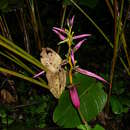 Imagem de Heliconia aemygdiana Burle-Marx