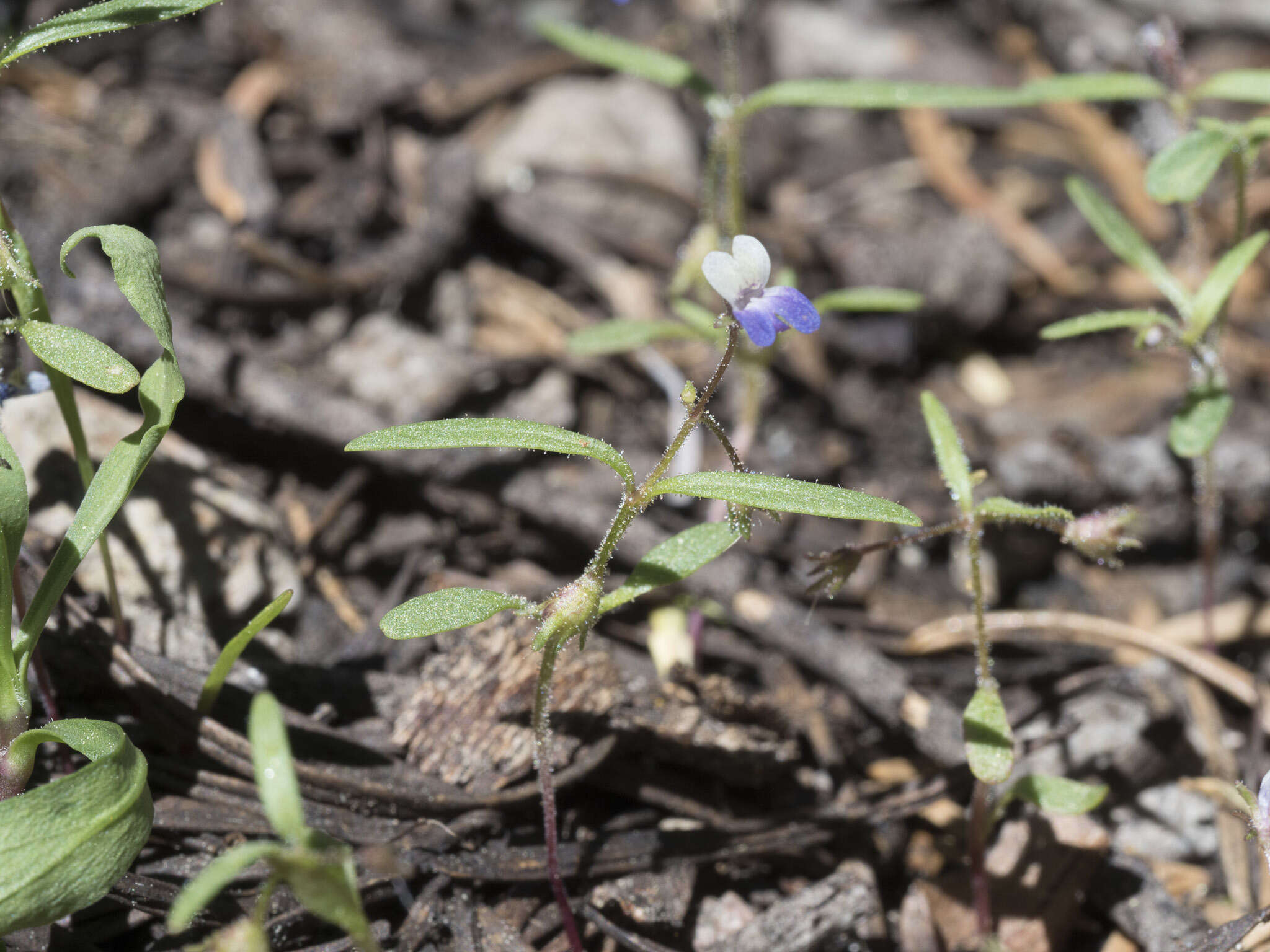 Image of Wright's blue eyed Mary