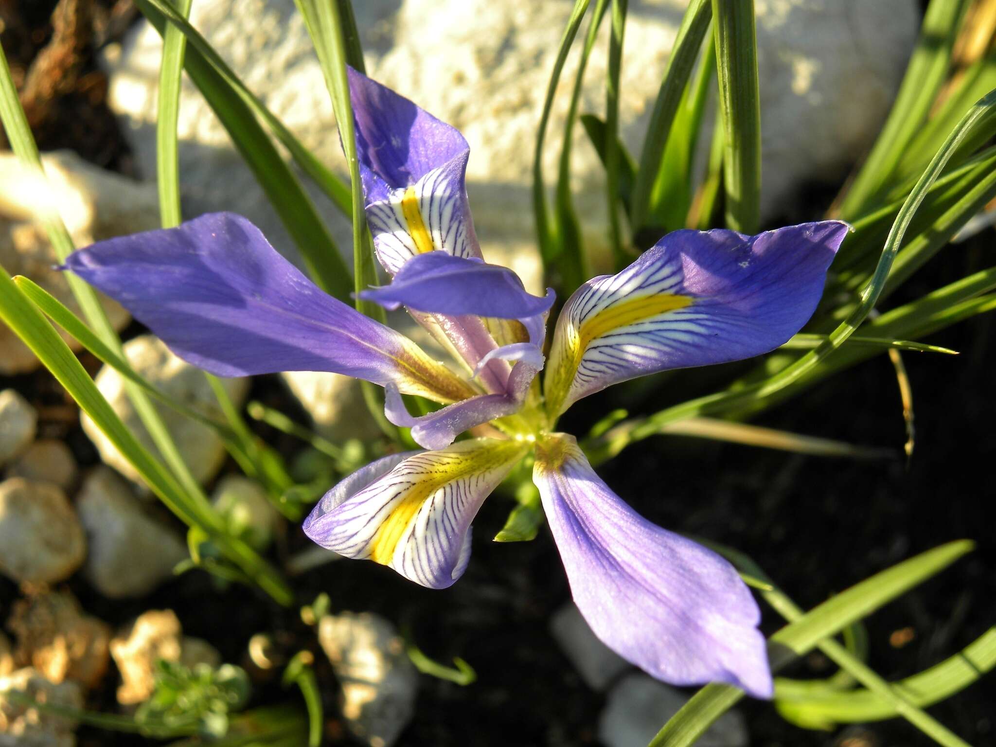 Plancia ëd Iris unguicularis Poir.