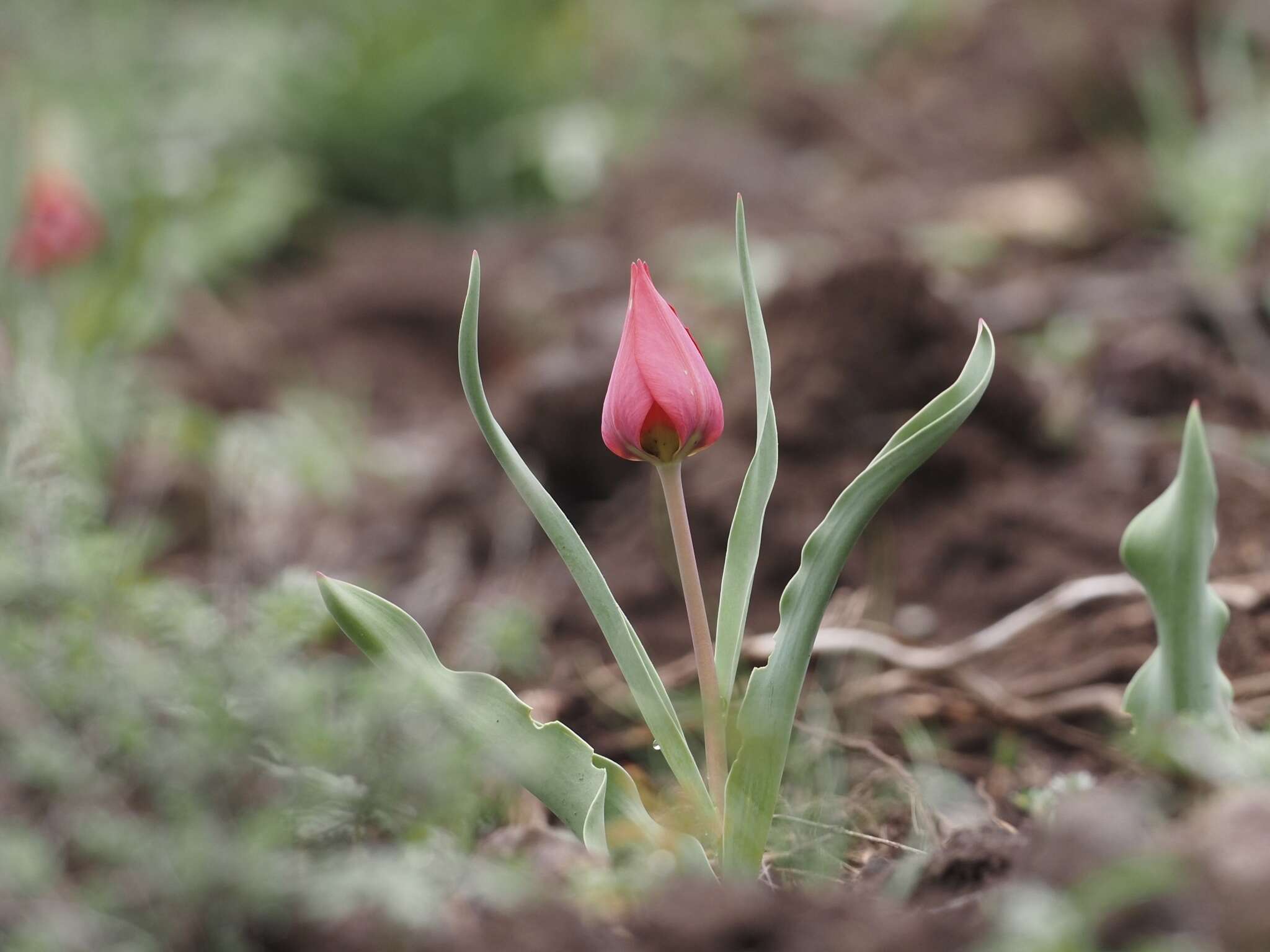 Image of Tulipa julia K. Koch