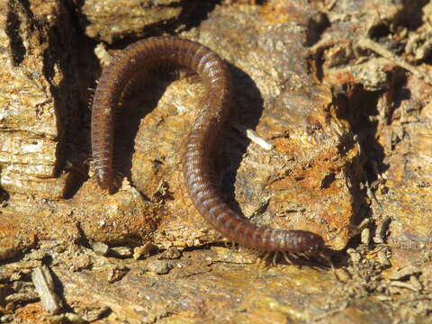 Image of Cyphocallipus excavatus Verhoeff 1909