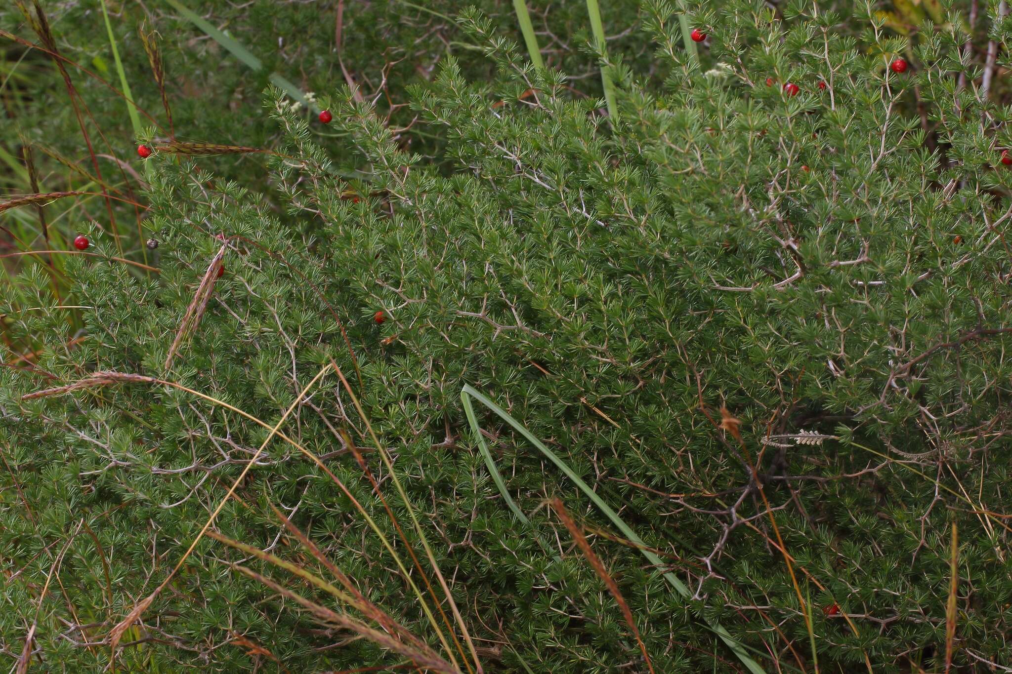 Image of Cluster-leaf asparagus