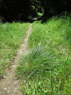 Image of grassland sedge