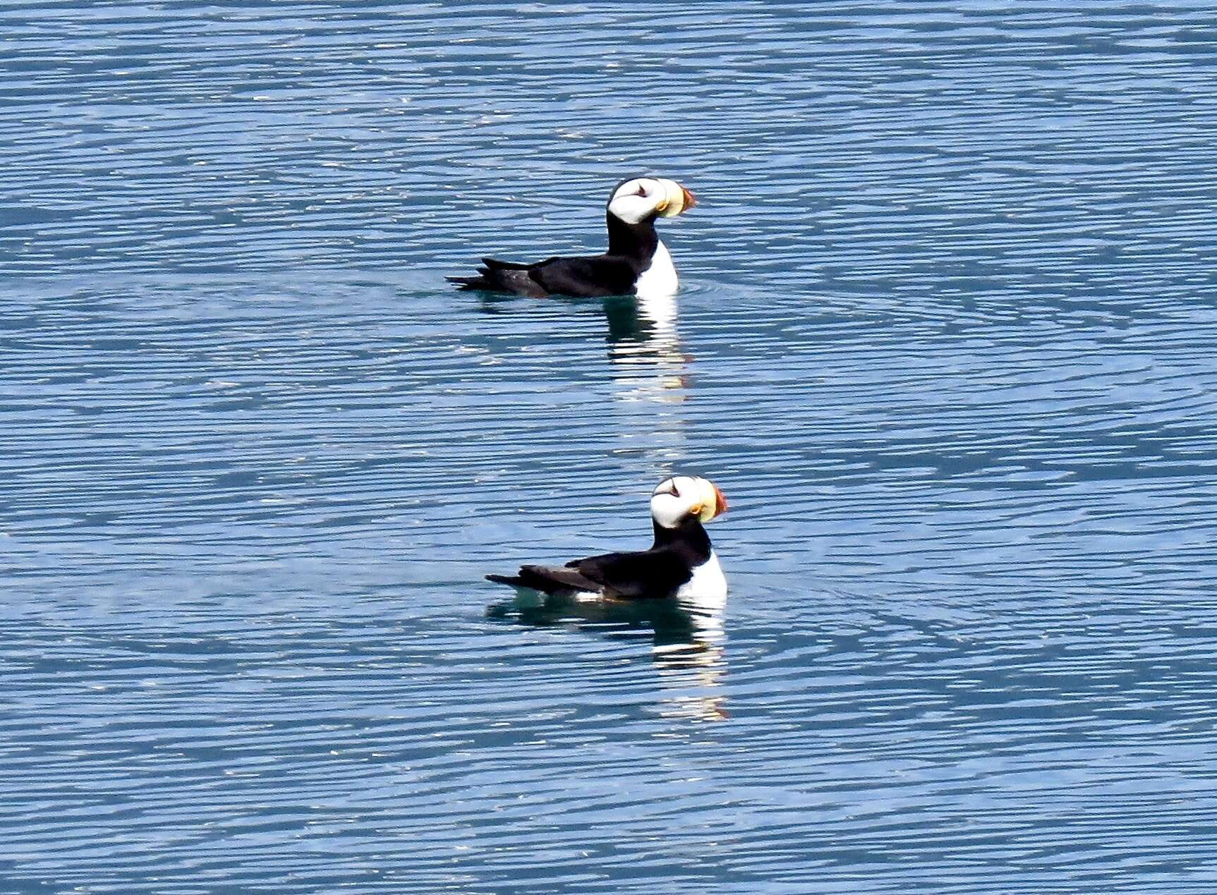 Image of Horned Puffin