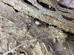 Image of coneweb spiders