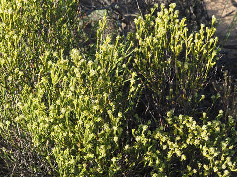 Image of Passerina truncata (Meissn.) Bredenk. & A. E. van Wyk