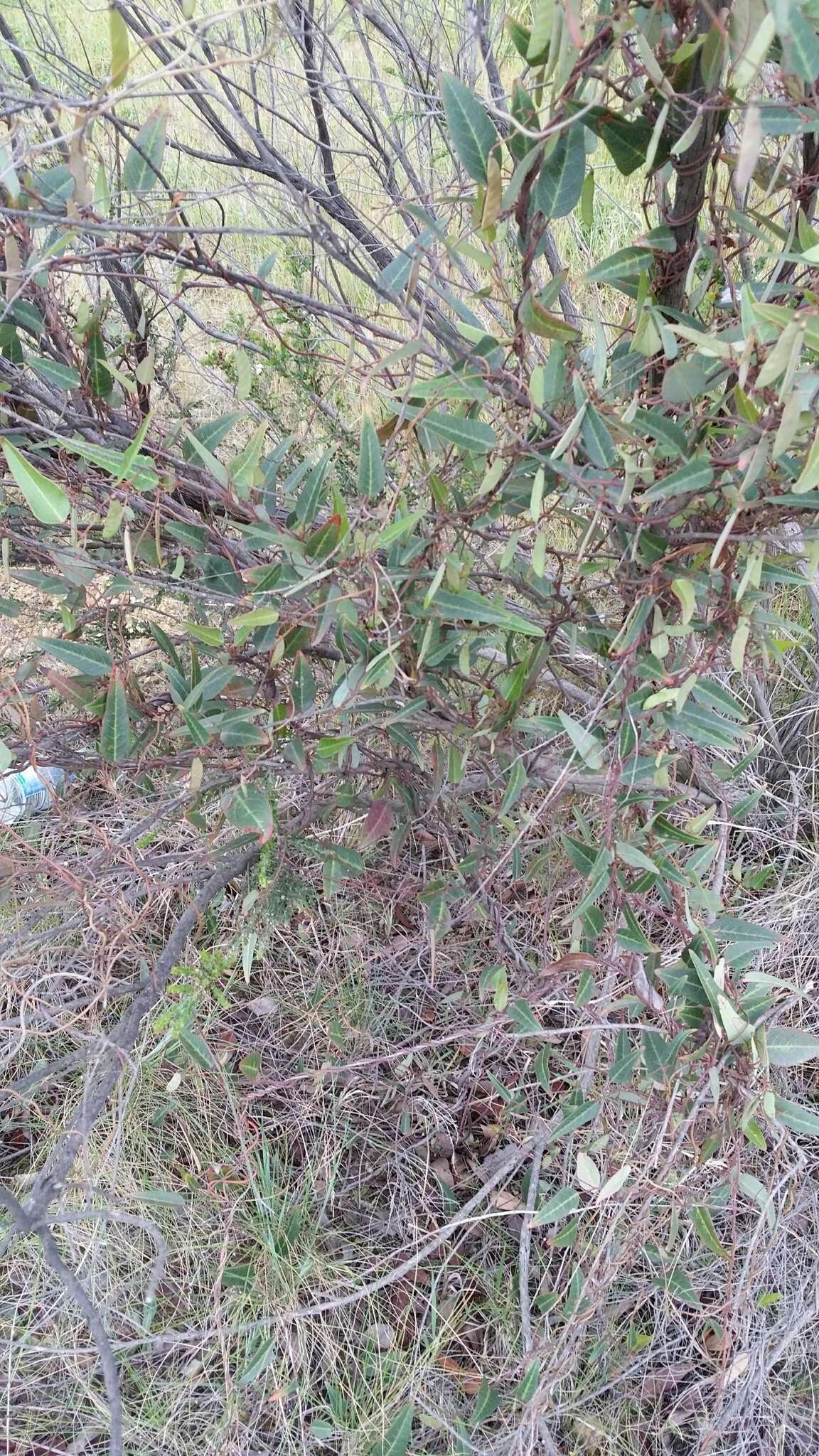 Hardenbergia violacea (Schneev.) Stearn resmi