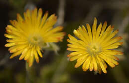 Imagem de Trichodiadema aureum L. Bol.