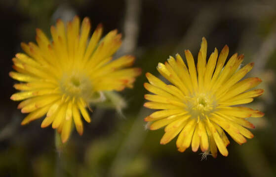 Imagem de Trichodiadema aureum L. Bol.