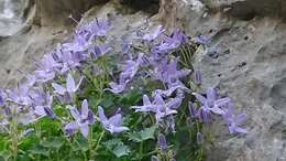 Image of Campanula fenestrellata subsp. fenestrellata