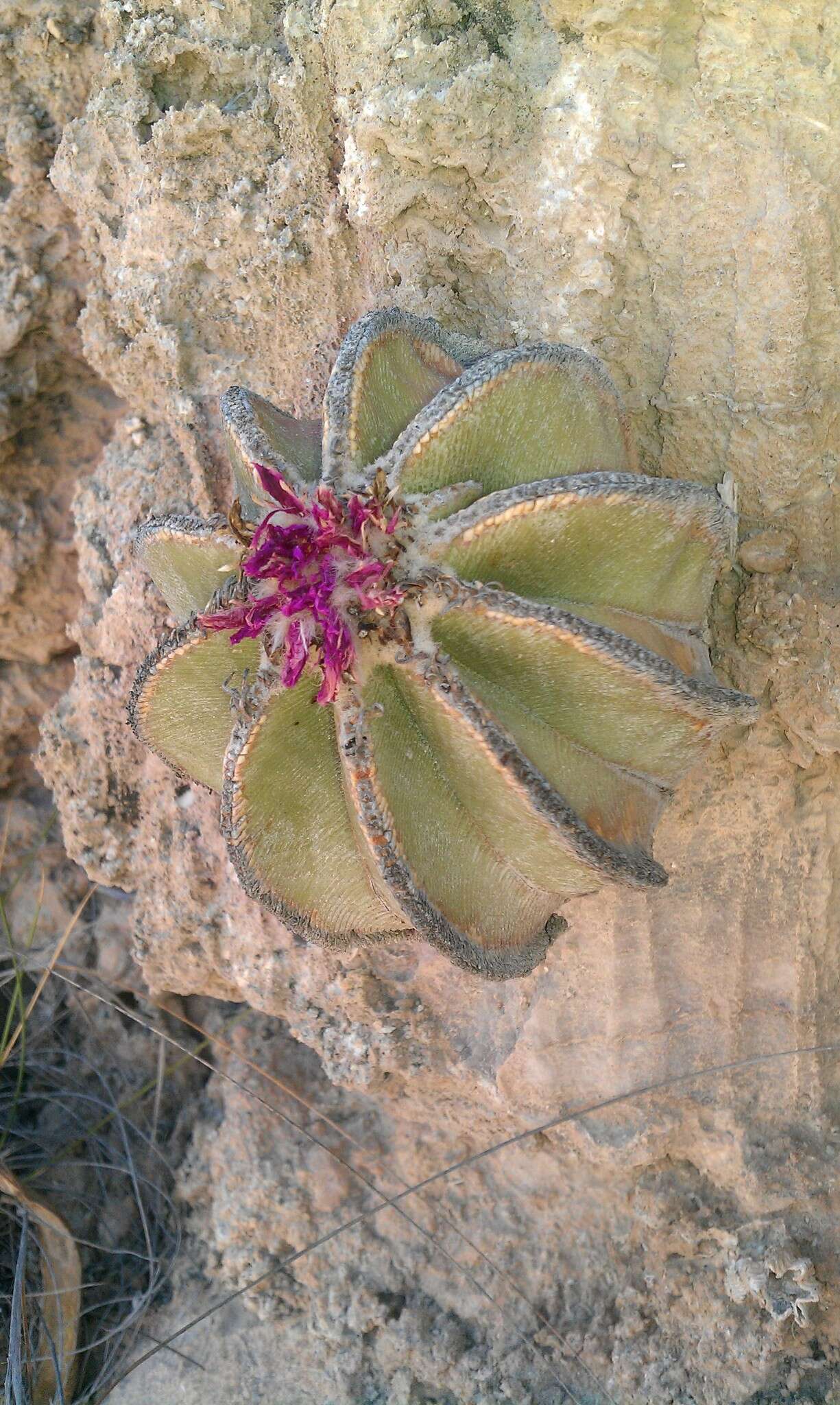 Image of Aztekium hintonii Glass & W. A. Fitz Maur.