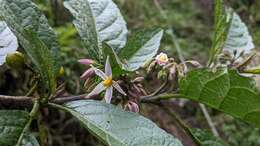 Image of <i>Solanum peikuoensis</i>