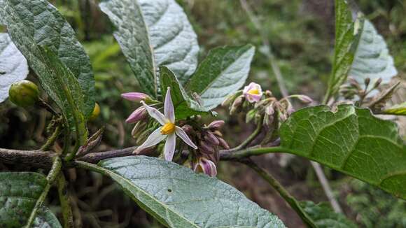 Image of <i>Solanum peikuoensis</i>