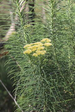 Cassinia leptocephala F. Müll. resmi