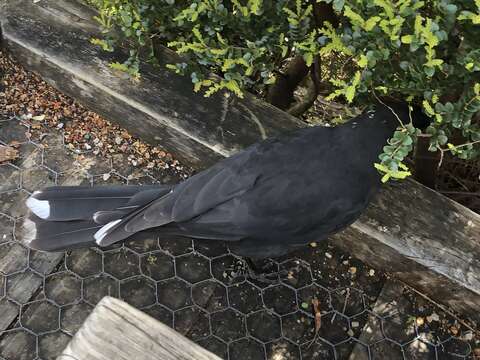 Image of Black Currawong