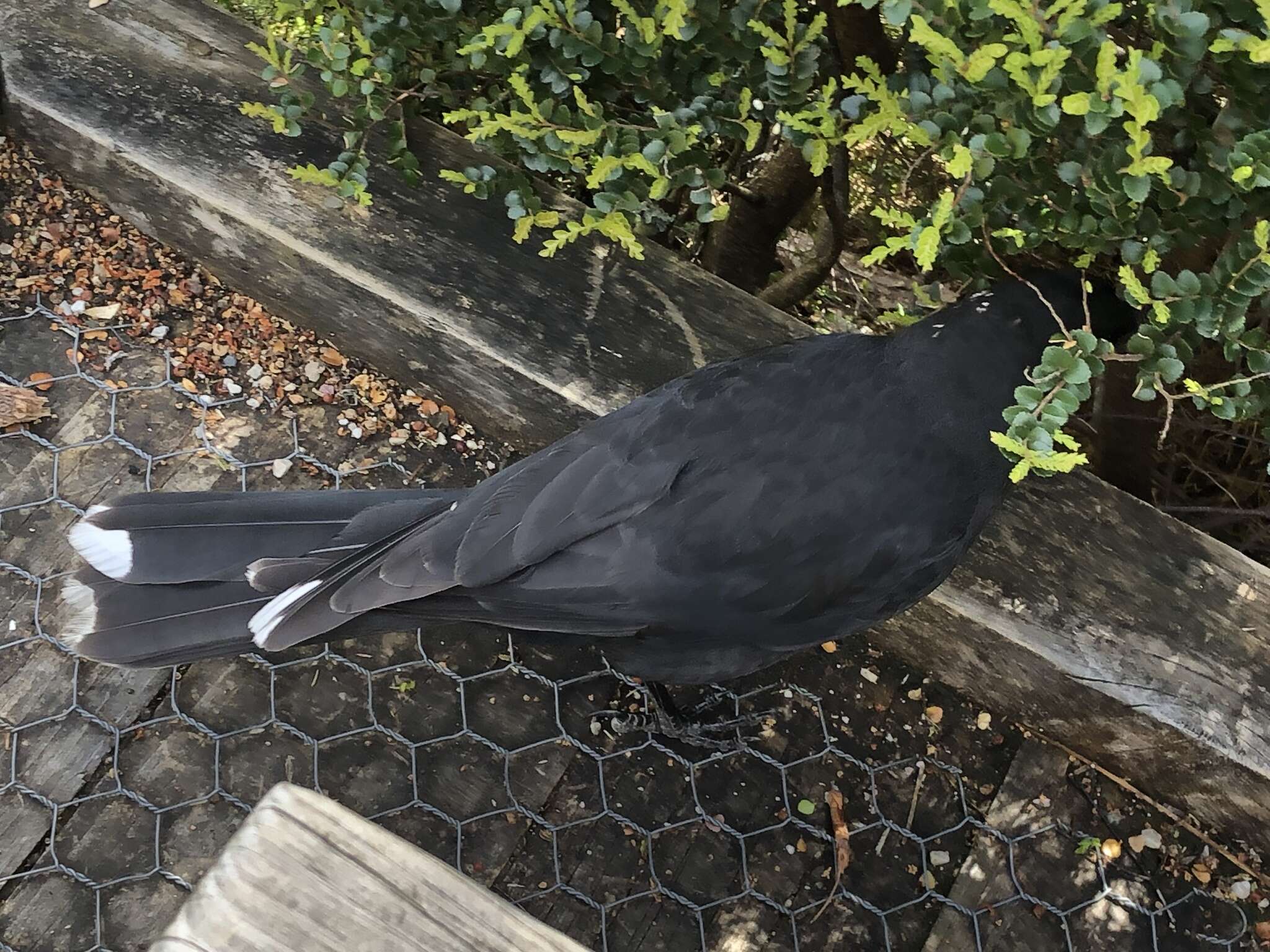 Image of Black Currawong