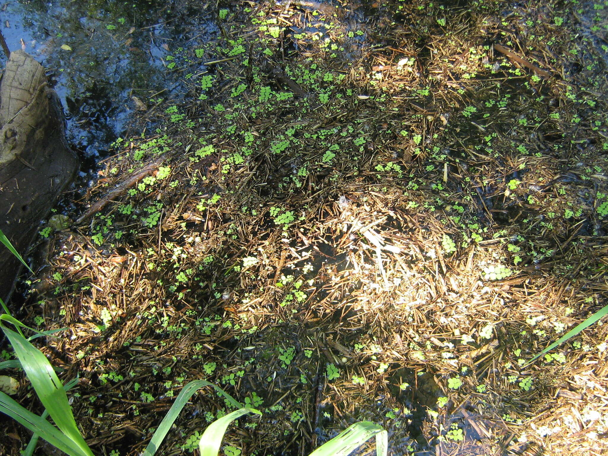 Image of floating watermoss