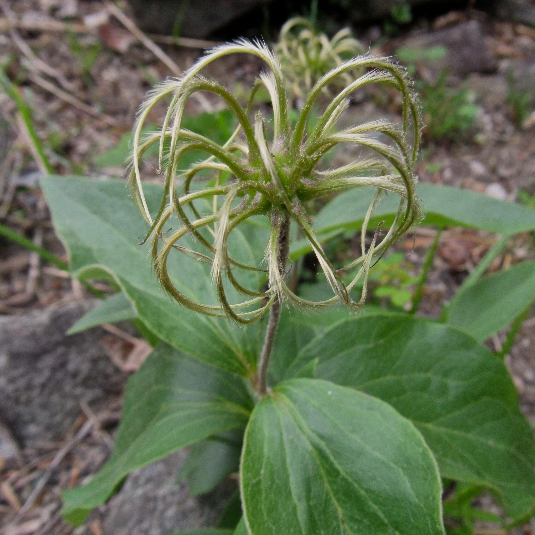 Plancia ëd Clematis ochroleuca