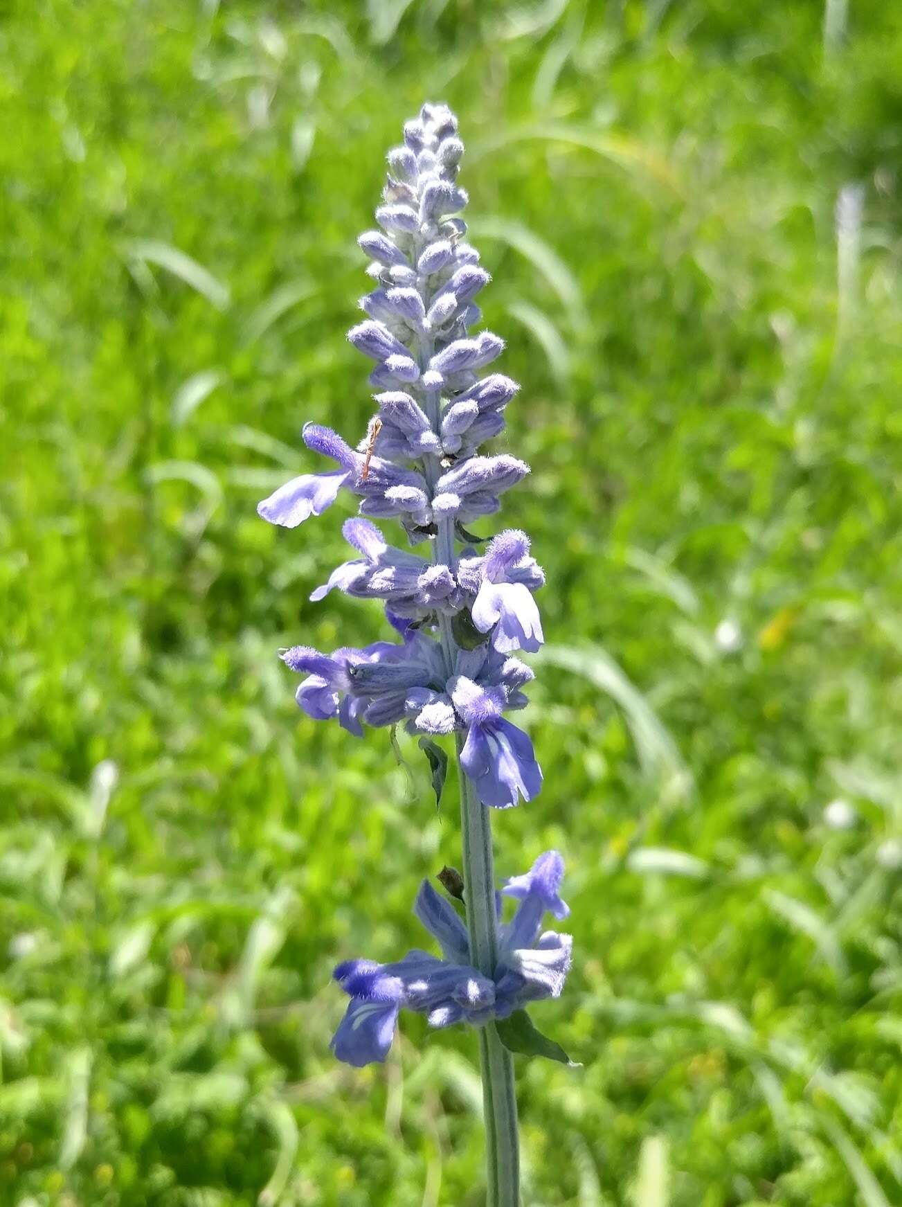 Image of mealycup sage