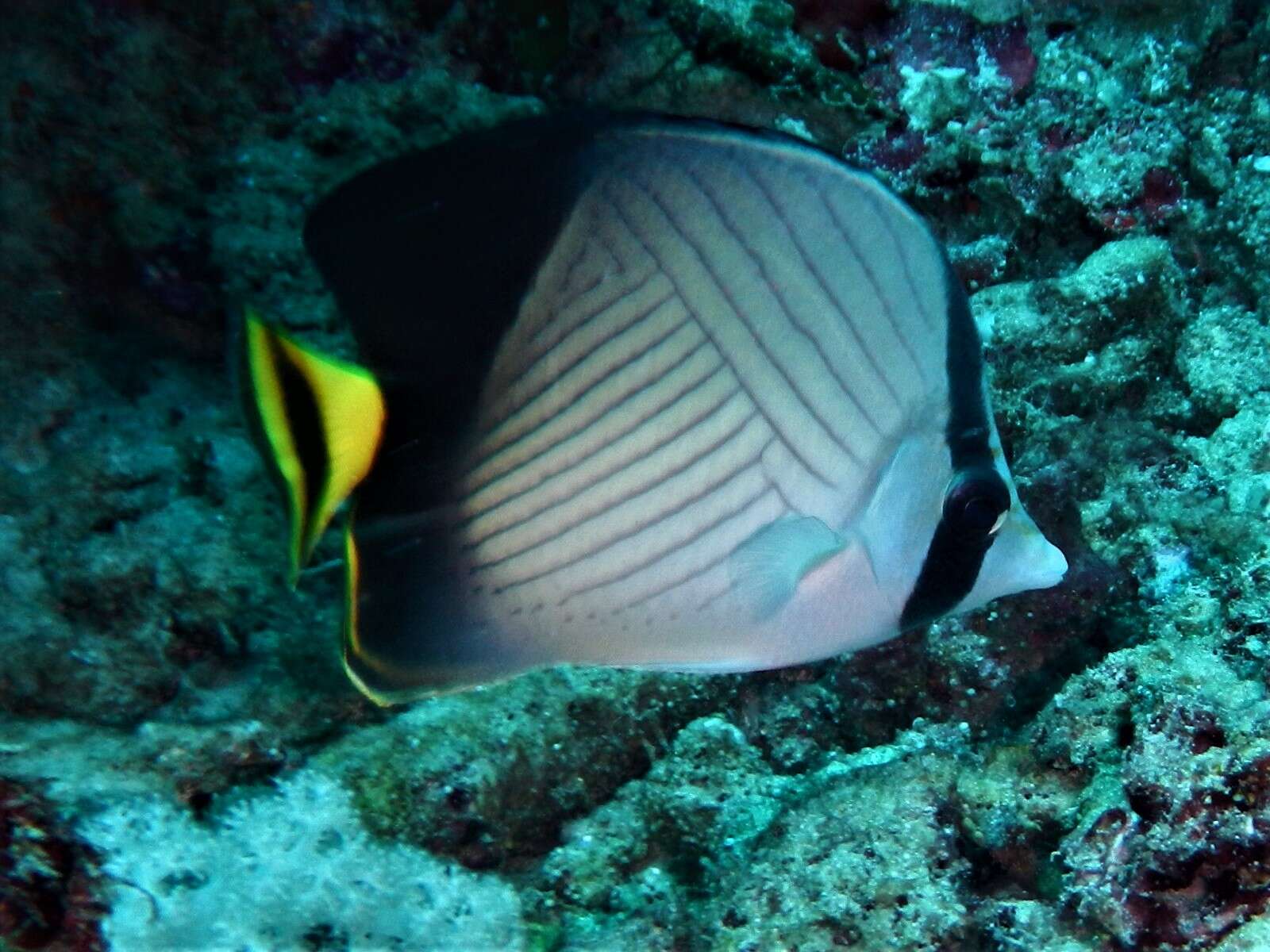 Image of Black-finned Vagabond