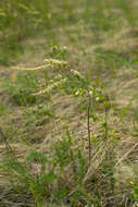 صورة Spiraea hypericifolia L.